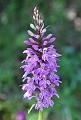 dactylorhiza maculata